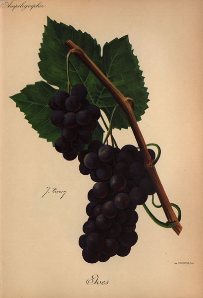 Abbildung von Weintrauben