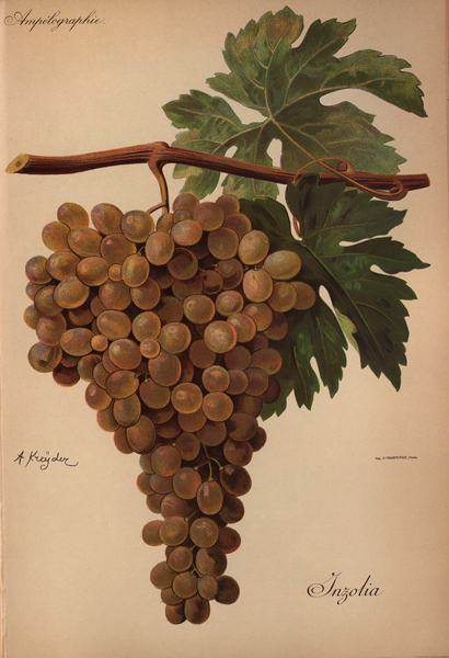 Abbildung von Weintrauben