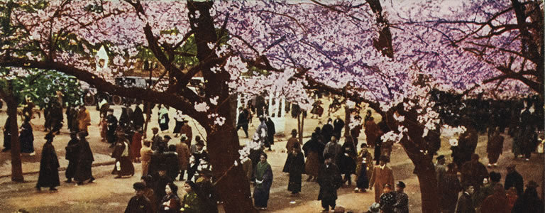 Eine Postkarte aus Japan zur Kirschbaumblüte (Hanami)