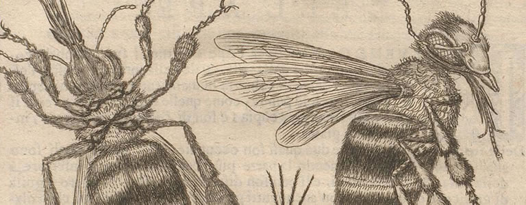 Drei Bienen für Barberini: Zur ältesten eingebundenen Abbildung, welche mit Hilfe eines Mikroskops angefertigt wurde.