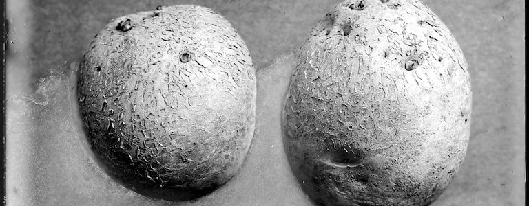 Kranke Kartoffeln. Auf der Suche nach Spuren des Kampfes zwischen Knolle und Pilz