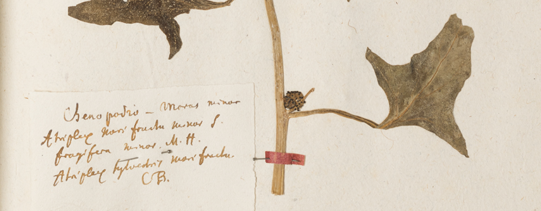 Feature_Herbarium-Johannes-Gessner-NGZ-Blitum-capitatum