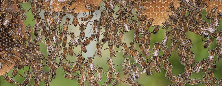 An Honigwaben beissen sich Forscher immer noch die Zähne aus