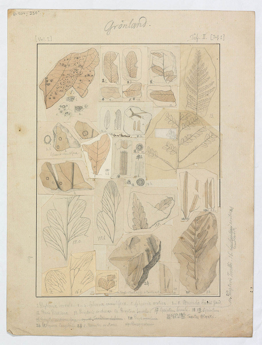 Zeichnungen aus dem Nachlass von Oswald Heer: Version 1, Tafel I, Pflanzen aus Nordgrönland