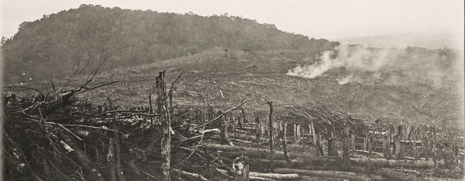 Indonesien: Waldbilder und Rodungen